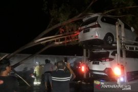 Pohon tumbang di pantura Situbondo timpa truk pengangkut mobil