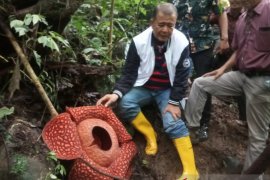 Keren, Rafflesia Tuan-mudae tarik perhatian media di 32 Negara