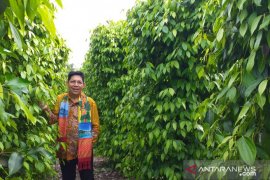 Dubes sebut negara di kawasan Afrika Barat mau impor lada hitam