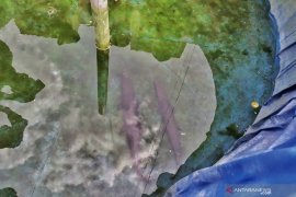 Ikan aligator  gigit seorang balita di kolam lapas