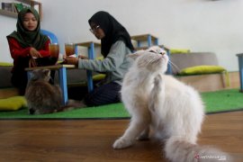 Bisnis kafe kucing di Malang