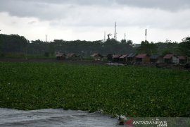 Pantai dipenuhi Eceng Gondok Page 2 Small