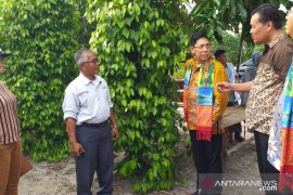 Pemerintah Kabupaten Belitung akan kembangkan produksi lada hitam