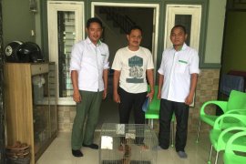 Warga Labura serahkan kucing kuwuk secara sukarela ke BBKSDA Sumut