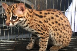 BBKSDA Sumut terima peyerahan seekor kucing kuwuk dari warga
