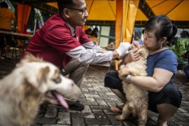 Pemeriksaan hewan terdampak banjir