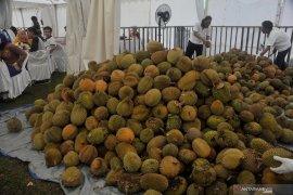 Pengunjung serbu makan durian sepuasnya Page 5 Small