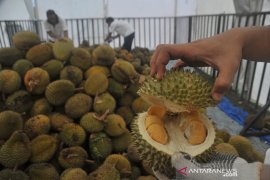 Pengunjung serbu makan durian sepuasnya Page 4 Small