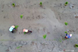 Kementan dukung pelibatan BUMN maksimalkan lahan rawa untuk pertanian