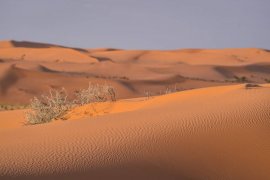 Tiga WNI ditemukan di gurun pasir saat coba masuk Makkah, satu meninggal dunia