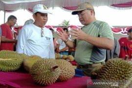 207 petani lokal Bangka Ikuti Kontes Durian