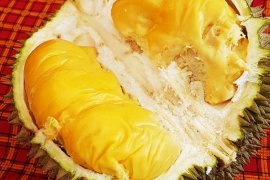 Komunitas durian : Kualitas durian Banjar bersaing dengan durian Asia