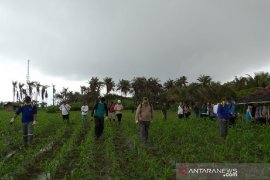 Dispertan Garut terjunkan tim pengendali hama ulat pada tanaman jagung