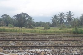 Petani di Pasaman Barat terancam gagal panen
