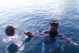 Bintang laut berduri ancaman terumbu karang Raja Ampat