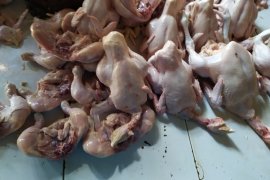 Harga ayam potong di Bandarlampung berangsur turun