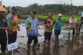 Pemkab Bangka Tengah dorong petani budidayakan tanaman padi sawah organik