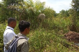 Petugas BKSDA Agam pantau telur buaya muara
