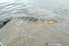 Sempat ditangkap,  warga lepas buaya berukuran 4,20 meter di sungai