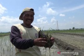 Cegah hama tikus, Dispertan Madiun batasi penanaman padi