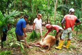 Sapi warga ditemukan mati penuh luka, diduga dimangsa harimau