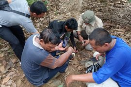 BKSDA: Lokasi ternak warga Agam dimangsa harimau merupakan habitatnya