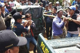 Harimau yang masuk perangkap di Muara Enim dievakuasi  ke Lampung