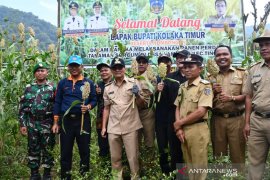 Bupati Kolaka Timur Panen Perdana Sorgum Seluas 30 Hektare