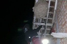 Seorang kakek meninggal disengat ratusan lebah saat menyingkirkan sarang lebah di rumahnya