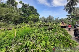 Pohon tumbang rusak jaringan listrik di Gunungsitoli