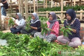 Permintaan tanaman potong dari Sukabumi untuk diekspor meningkat