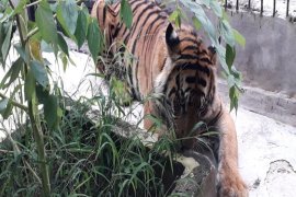 Seekor harimau dievakuasi ke Lampung Page 2 Small