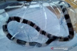 Mengenal ular weling, "pembunuh senyap" yang tewaskan bocah Pekalongan