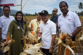 Panen raya Jagung pascabencana di Sigi Page 3 Small