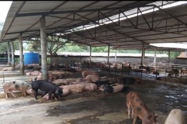 Distan Banten waspada penyakit hewan demam babi Afrika