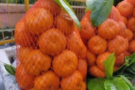 Ahli: Konsumsi buah kaya vitamin C tingkatkan kekebalan tubuh