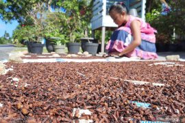 Di Natuna harga cengkeh stabil di angka Rp60 ribu