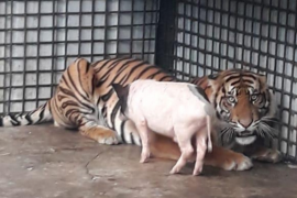 Dokter : Kondisi harimau translokasi ke Lampung makin baik