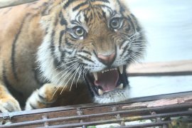 Informasi harimau serang sapi di Kampar ternya Hoaks, begini penjelasan BBKSDA Riau