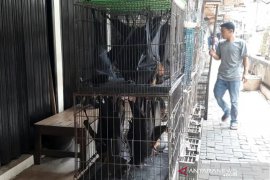 Kelelawar justru tak terinfeksi virus berbahaya