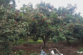 Musim rambutan di kebun nenas Desa Tangkit Baru