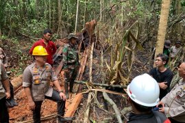 Pembalakan liar penyebab Karhutla di Pulau Rupat