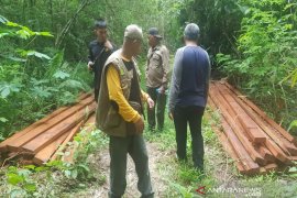 BKSDA Sulawesi Tenggara amankan puluhan batang kayu bayam ilegal