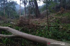 Satu tewas dan satu kritis tertimpa pohon di Bener Meriah