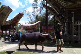 North Toraja backs halal tourism programs