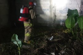 Damkar Jaktim tangani serangan ulat bulu