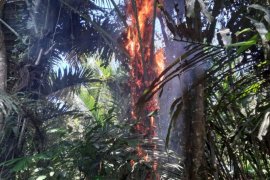 Polisi musnahkan puluhan pohon enau di Kabupaten Pulau Morotai