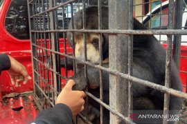 Jacky dan Berby, sepasang beruang disita dari warga Pelalawan
