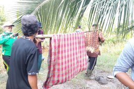 Penemuan tulang belulang, Diduga kakek Setat yang tinggal sendirian di kebun