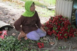 Petani keluhkan murahnya harga rambutan ditingkat kebun